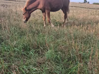 Égua, Cavalos — foto 1