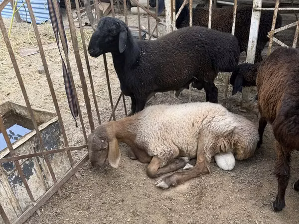 كبش, الأغنام