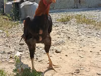 Chickens — الصورة 4