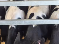 Bulle, Russian Black pied cattle — Foto 8