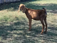 母山羊, Goats — 照片 2
