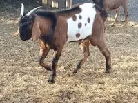Țap, Nubian Goat — foto 1