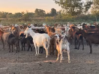 Cabra, Cabras — foto 2