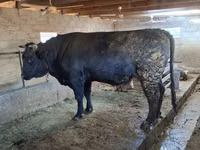 Buqa, Swiss cattle — 7-rasm