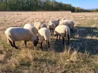 公羊, Shroshire sheep — 照片 3