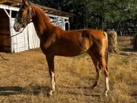 Mare, Dutch warmblood horse — photo 1