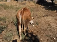 Bulle, Limousin-Kuh — Foto 8