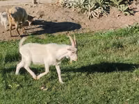 Chèvre, Saanen goat — photo 3