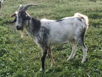تيس, Nubian Goat — الصورة 2