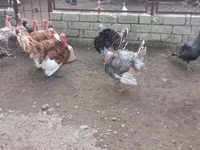 Turkeys — 3-rasm