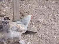 براهما — الصورة 7