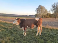 بقرة, Simmental cattle — الصورة 3