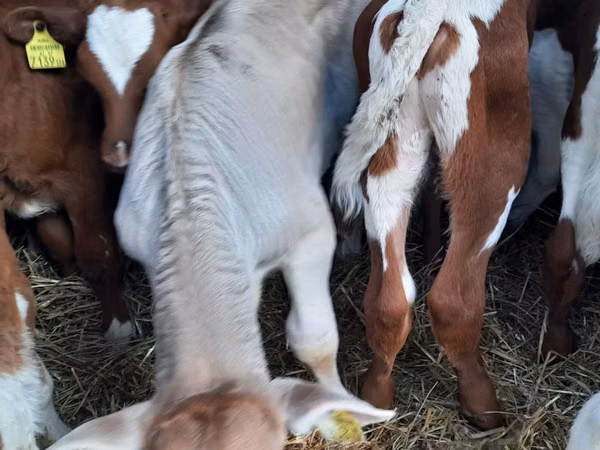 Taureau, Simmental cattle