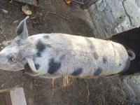 خنزير ذكر, الخنازير — الصورة 2