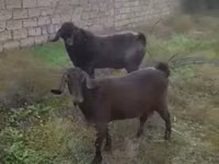बकरा, बकरियाँ — फ़ोटो 2