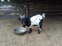 Taka, Nigerian dwarf goats — 3-rasm