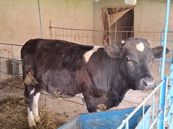 Bou, Bovine