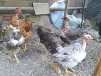 Chickens — foto 4
