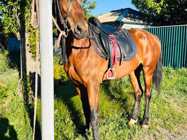 Hengst, Horse breed