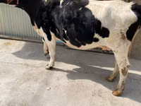 Vache, Race Holstein — photo 3