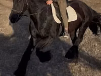 公马, Friesian — 照片 2