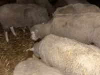 母羊, Sheep — 照片 2