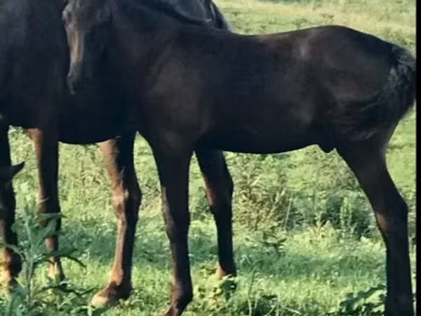 公马, Rocky Mountain Horse
