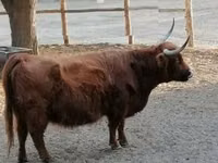 Уй, Кыргызыстан — сүрөт 4