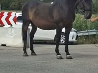 公马, Horses — 照片 1