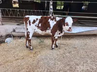 İnək, Simmental cattle — foto 3