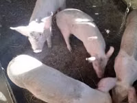 Scroafă, Porci — foto 3