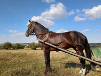 Caballo, Caballos — foto 1