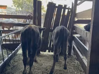 Toro, Raza Alatau — foto 1