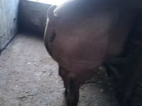 Scroafă, Porci — foto 3
