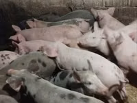 Vier, Porci — foto 2