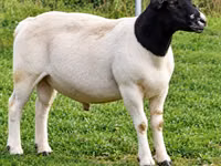 كبش, Beltex sheep — الصورة 1
