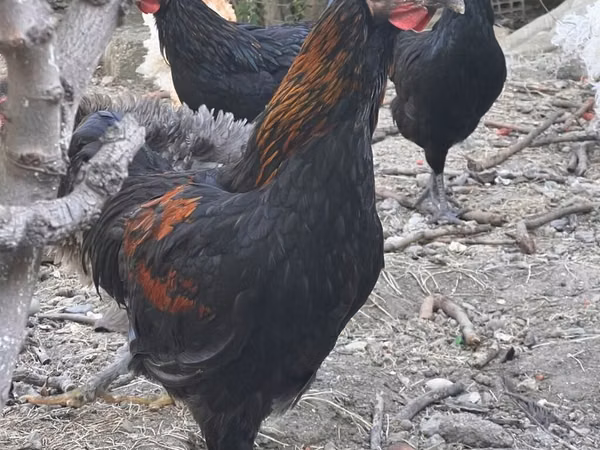 Chickens
