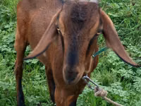 Capră, Nubian Goat — foto 2