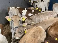 Bovins (lot, sexe non indiqué), Simmental cattle — photo 3