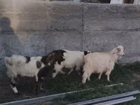 Bode, Cabras — foto 3
