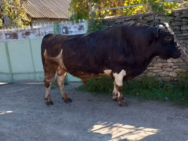Bulle, Rinder — Republik Moldau