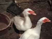 Ducks — photo 1
