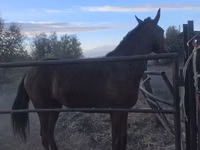 公马, Thoroughbred horse — 照片 1