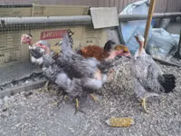 Chickens — foto 3