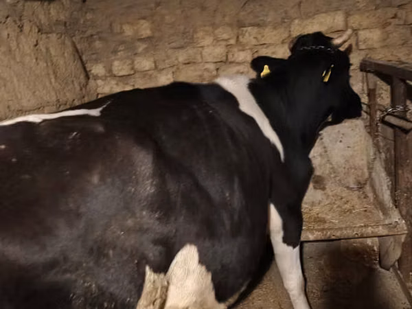 Vaca, Russian Black pied cattle