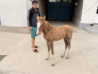 母马, Horses — 照片 3