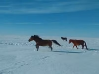 Aygʻir, Kushum Horse — 2-rasm
