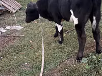 Toro, Ganado vacuno — foto 4