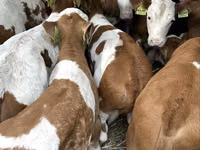 Bulle, Simmental cattle — Foto 4