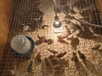 Chickens — Foto 3